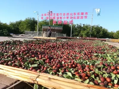 Leling Wanmu Jujube Forest Tourist Area