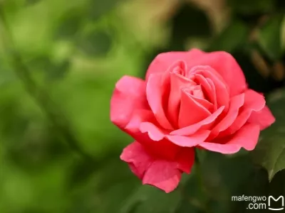 Lion Tower Tourist Area