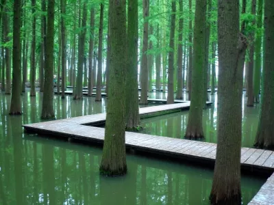 Water Forest Spot in Lizhong Town