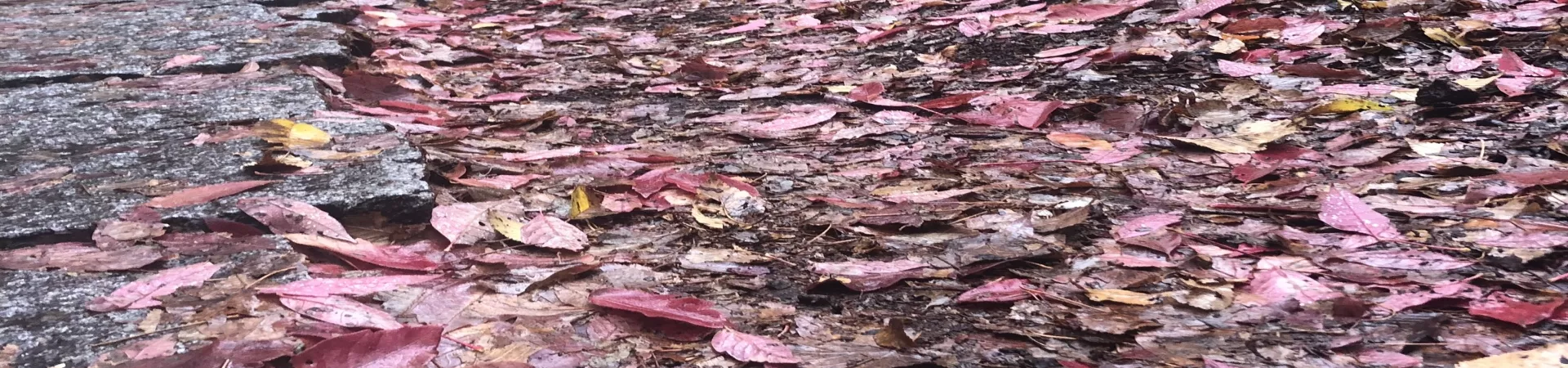 Top China Guide banner