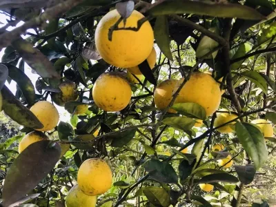 Luofang Conference Memorial Hall