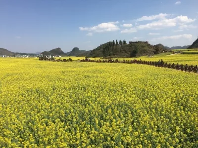 Luoping Rapeseed Flower Scenic Area