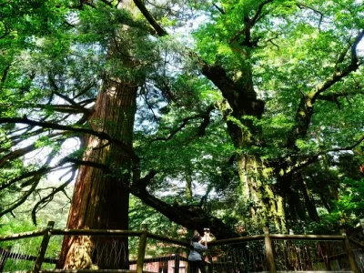 Three Precious Trees
