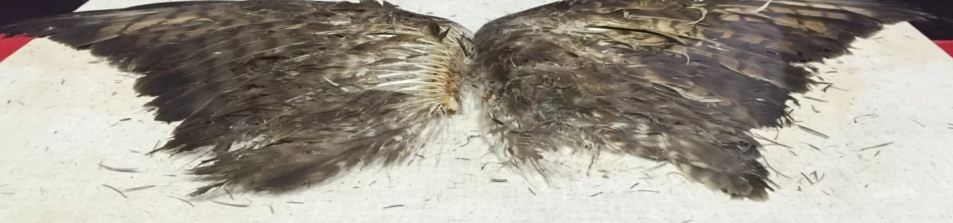 Top China Guide banner