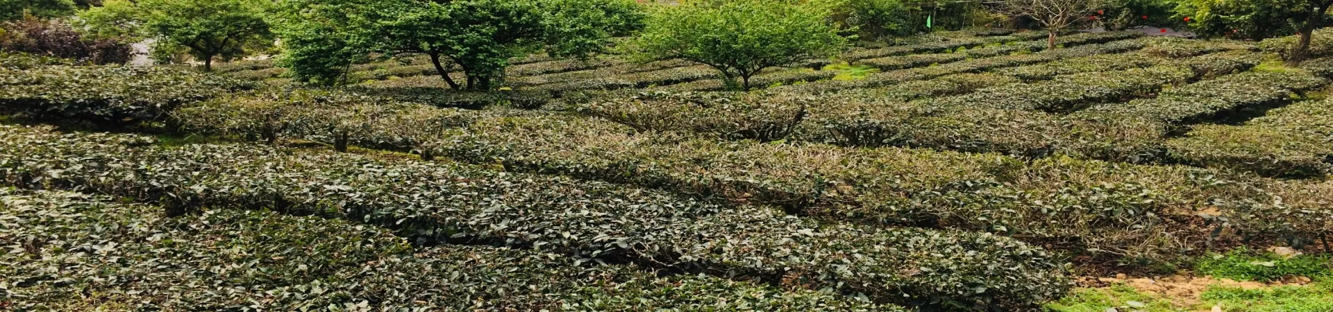 Top China Guide banner