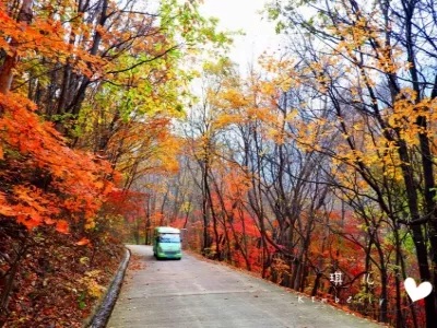 MAPLE VALLEY