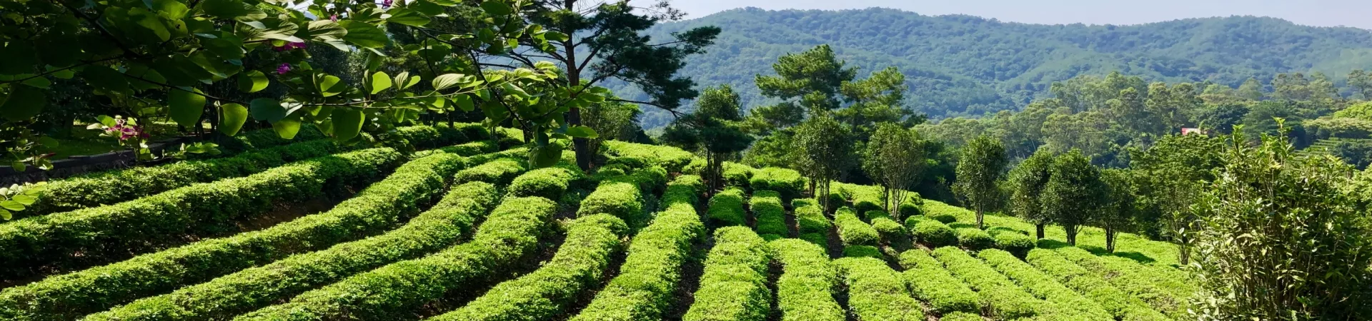 Top China Guide banner