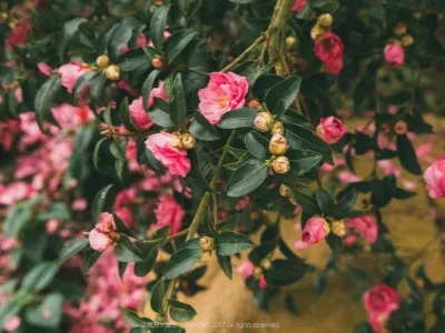 Meizhou Yannan Feicha Tian Resort