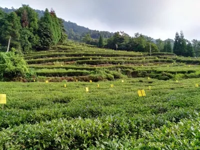 Mengding Mountain