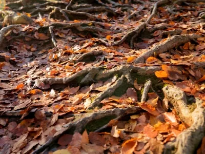 Micang Mountain National Forest Park