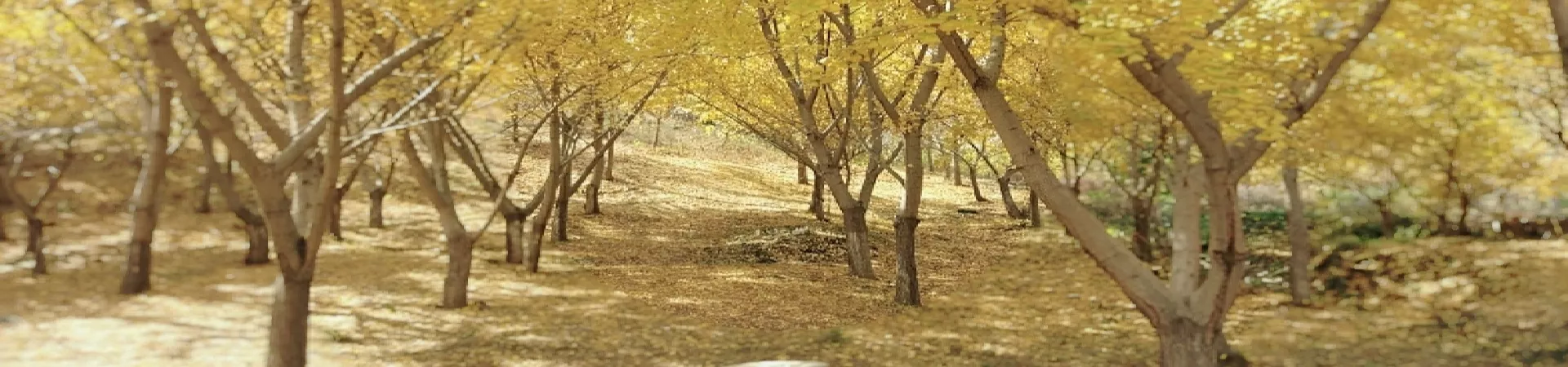 Top China Guide banner