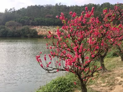 Nanguo Taoyuan Resort