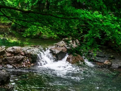 Nine creeks in misty forest