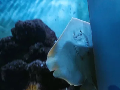 Ocean Aquarium Of Penglai