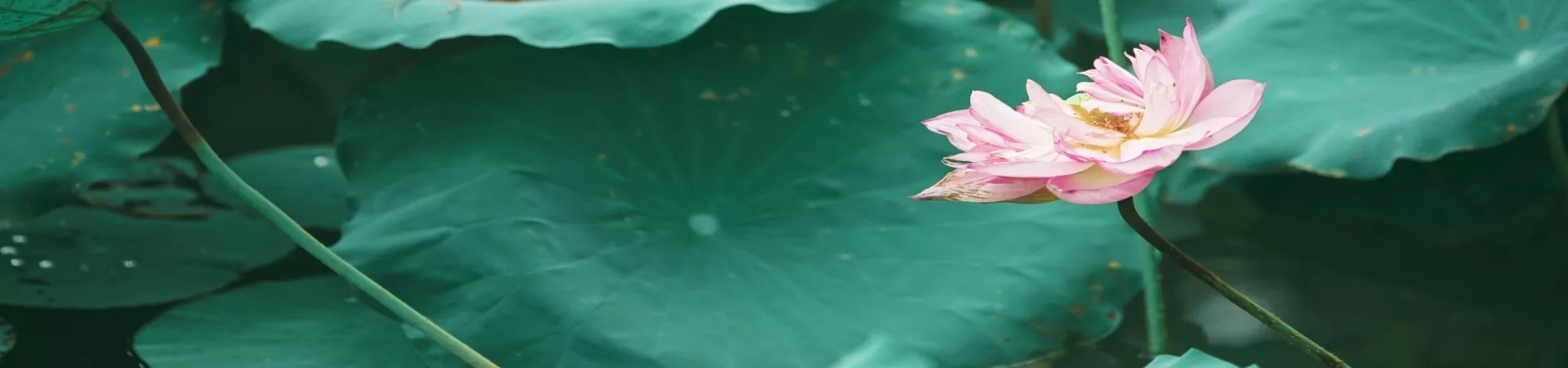 Top China Guide banner