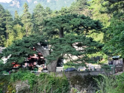 Jiuhua Mountain Phoenix Pine