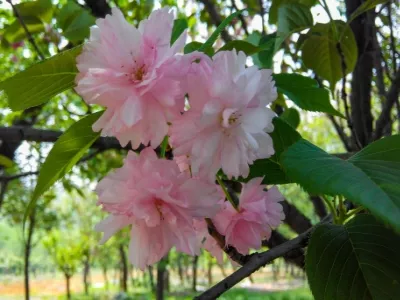 Pingba Ten Thousand Acres Cherry Blossom Garden