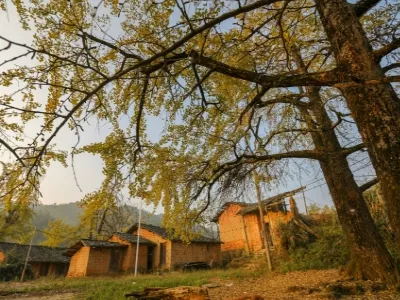 Pingtian Ginkgo Hometown