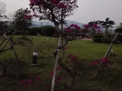 Plum Garden