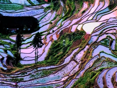 Purple Magpie Terraced Field Scenic Area