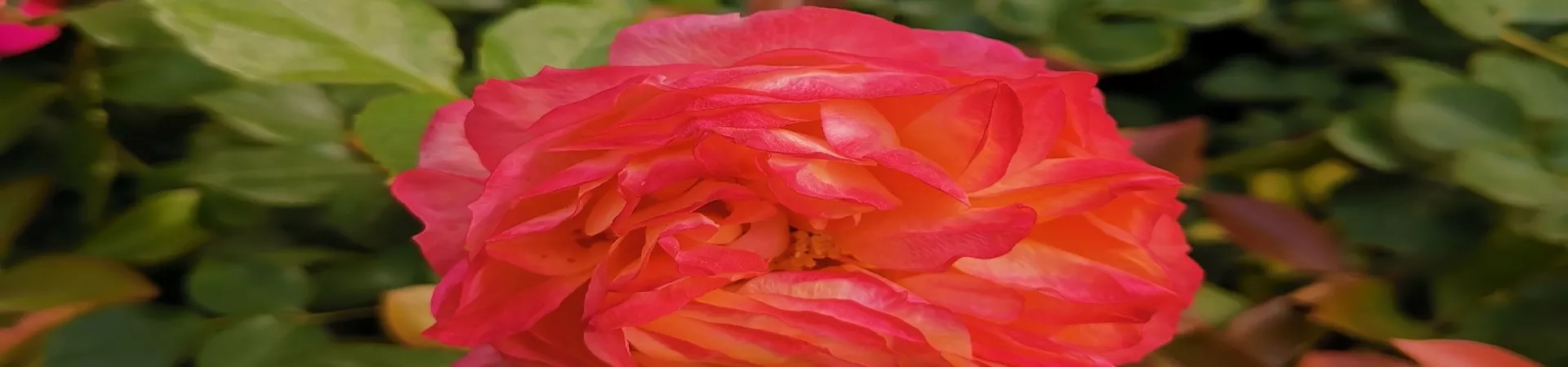 Top China Guide banner