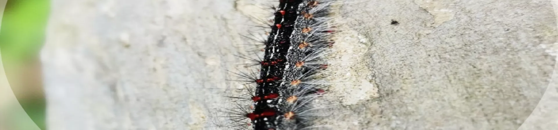 Top China Guide banner