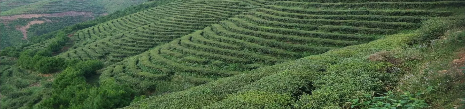 Top China Guide banner