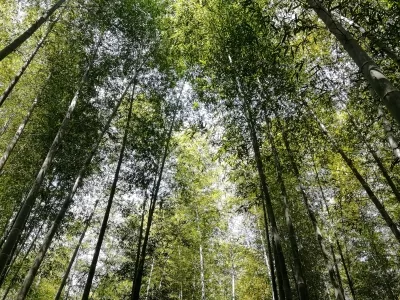 Rizhao Jiuxian Mountain Scenic Area