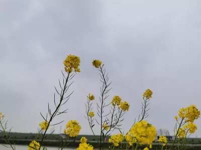 Royal Lake Tourist Ecological Area