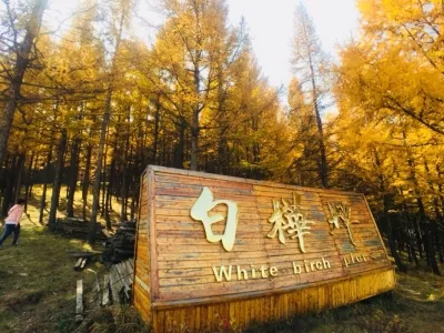 Saihanba Birch Forest