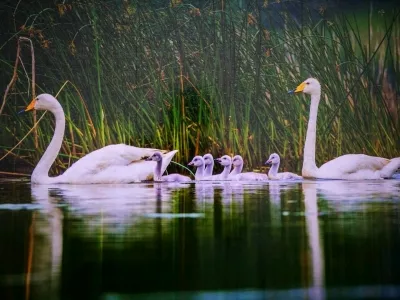 Sanmenxia Swan Viewing Area