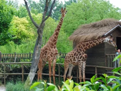 SHANGHAI WILD ANIMAL PARK