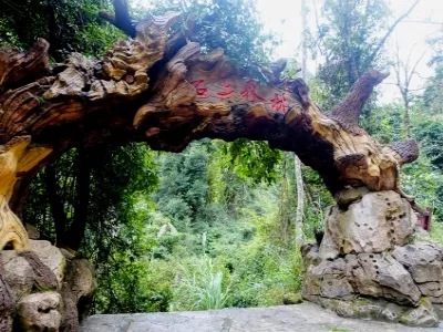 Stone Forest