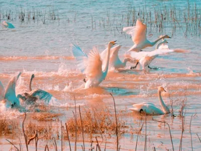 Swan Lake National Urban Wetland Park