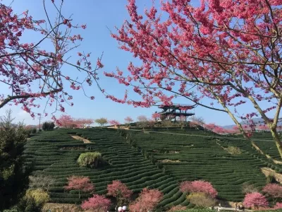 Taipin Sakura Tea Garden
