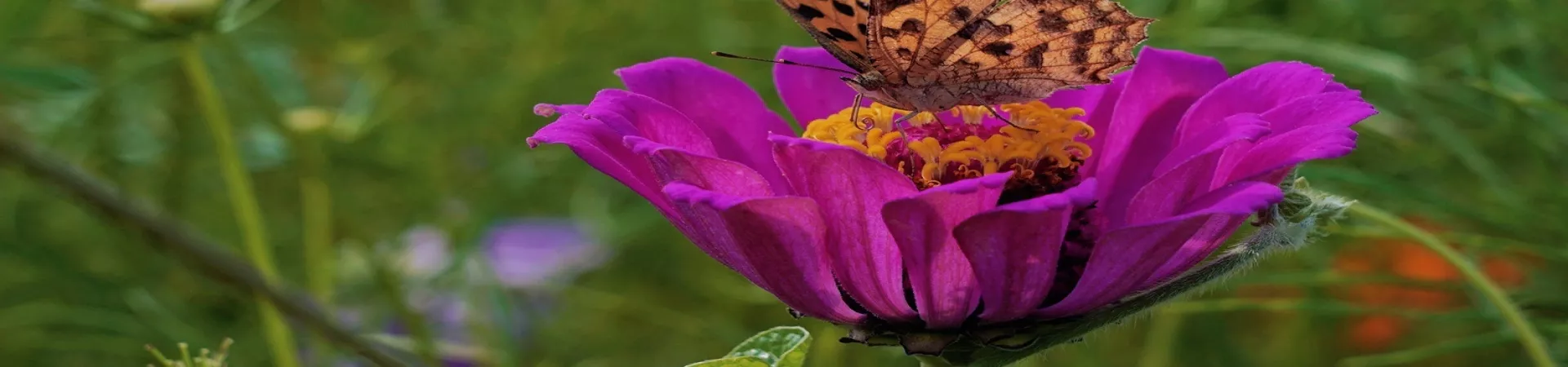 Top China Guide banner