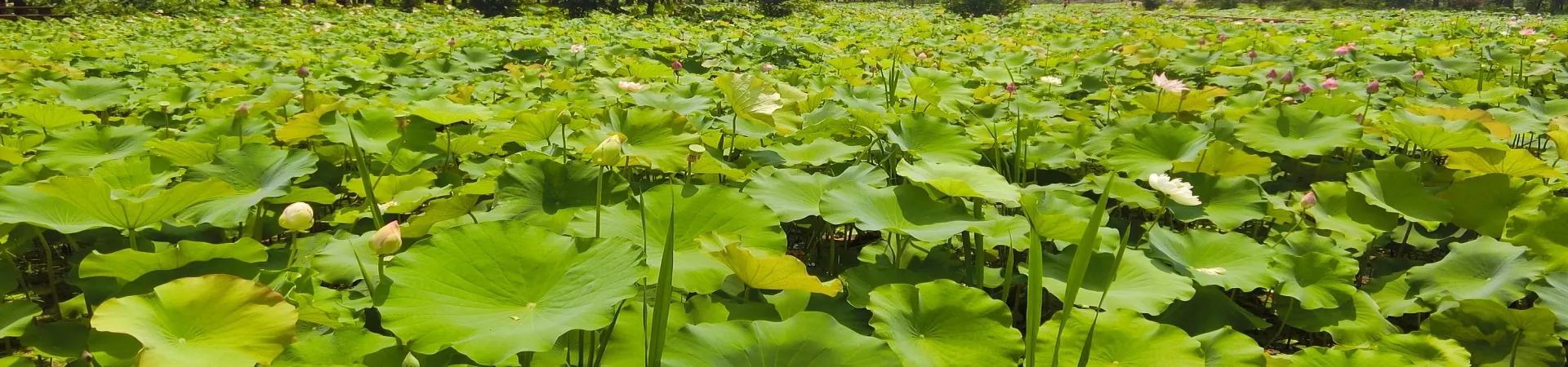 Top China Guide banner