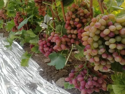 Tianma Island Tourist Area