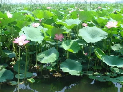 Tieling Lotus Wetland
