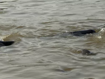 Tongling Freshwater Dolphin National Nature Reserve