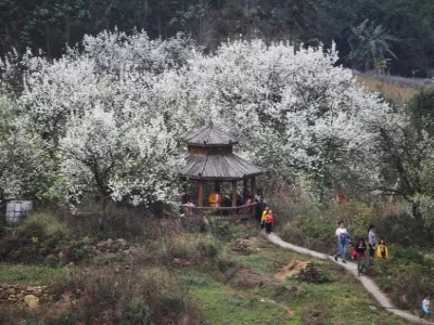 Wanyao Pear Flower Valley Scenic Area