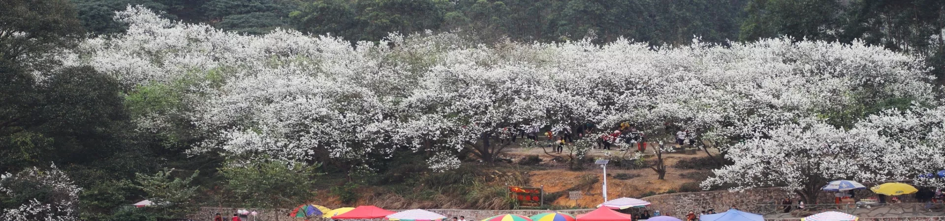 Top China Guide banner