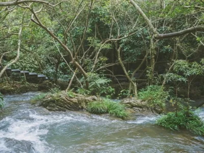 Water Forest