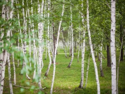 White Birch Forest Scenic Area