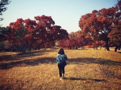 Wudantara Wujiao Maple Forest Park