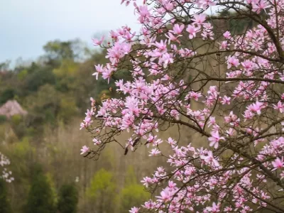 Wujia Houshan