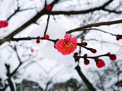 Xiaokang Plum Garden