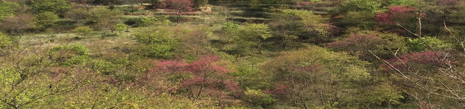 Top China Guide banner