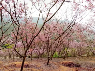 Xinfeng Cherry Blossom Valley