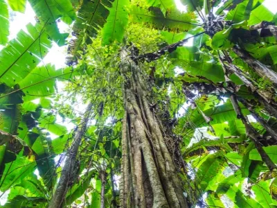 Xishuangbanna Wangtianshu Scenic Area